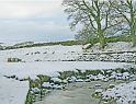 Long Preston Beck